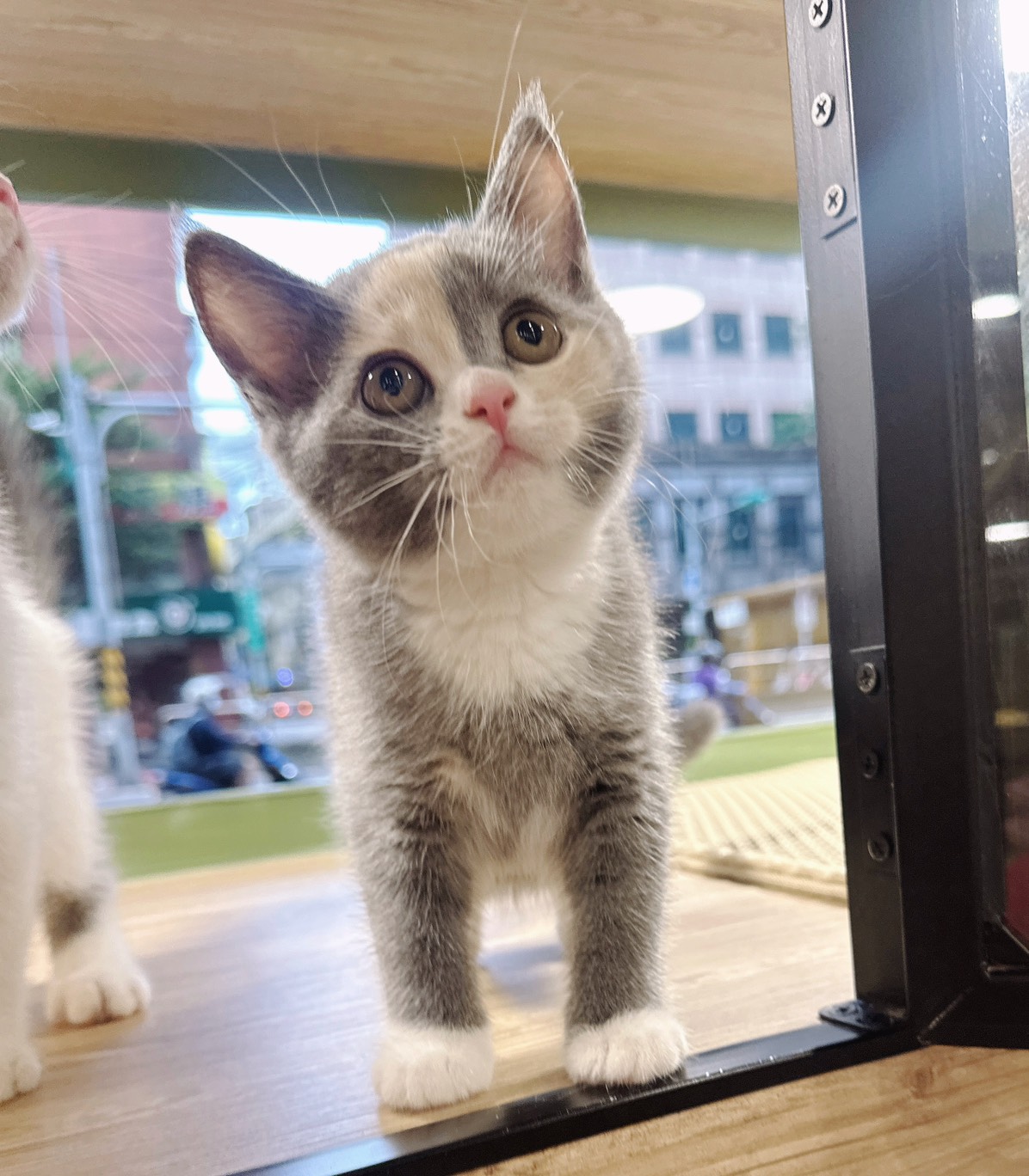 喜得貓社／三花英國短毛貓