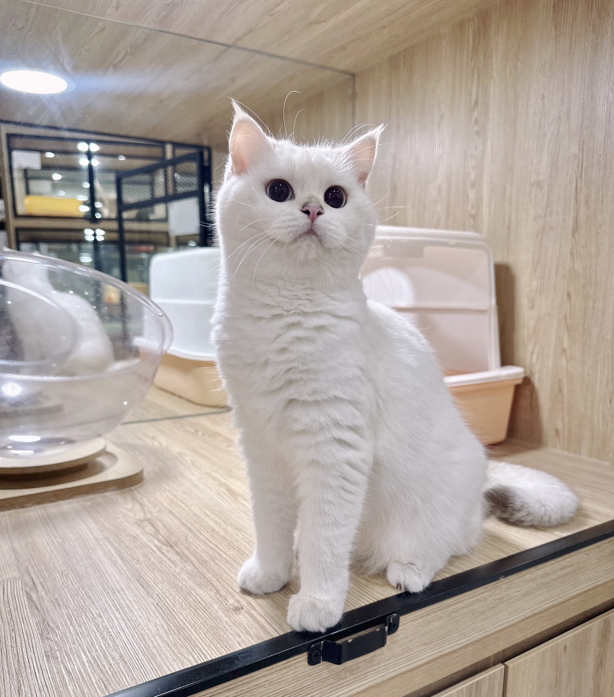 喜得貓社／金點英國短毛貓