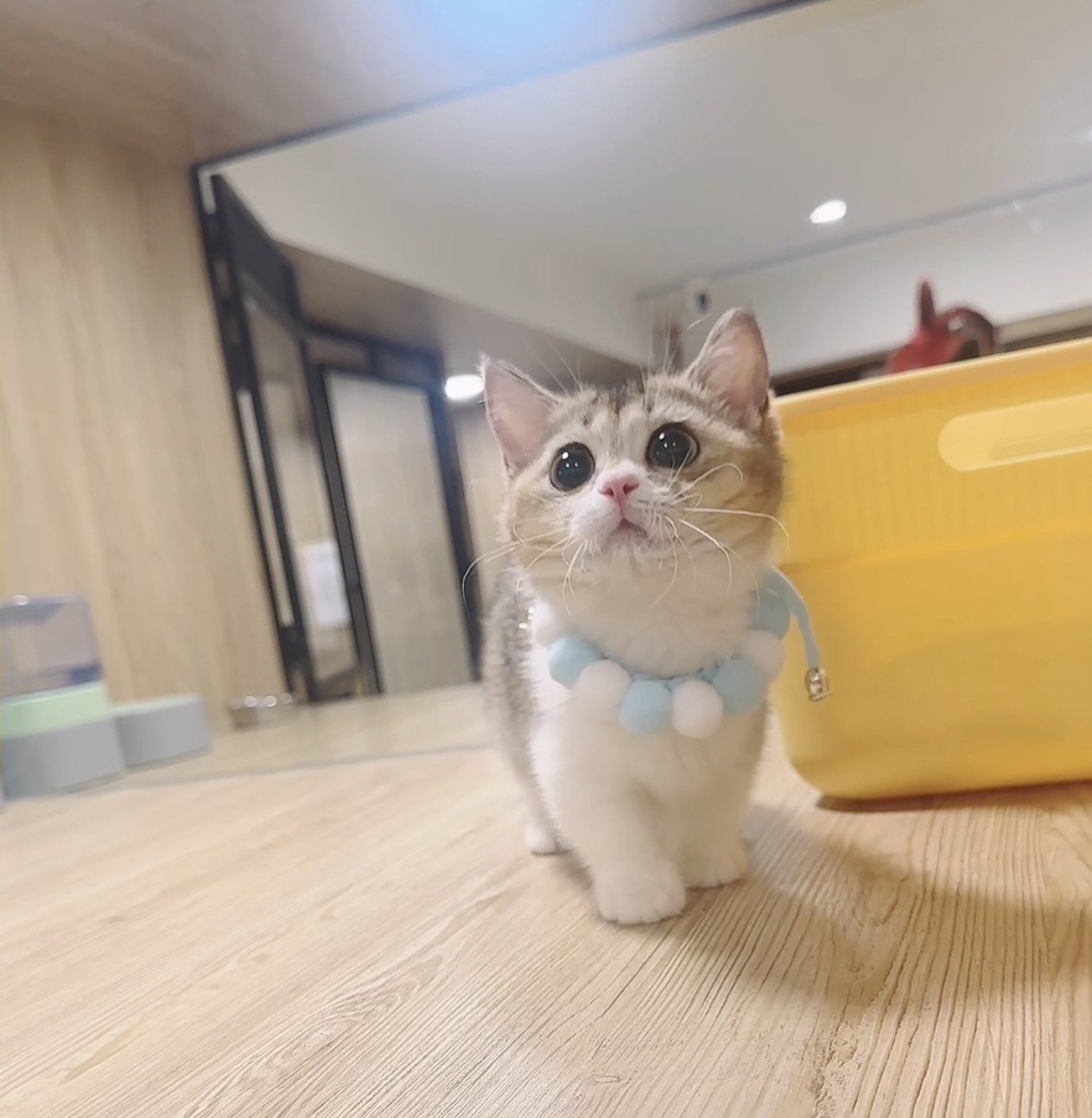 喜得貓社／金漸層曼赤肯