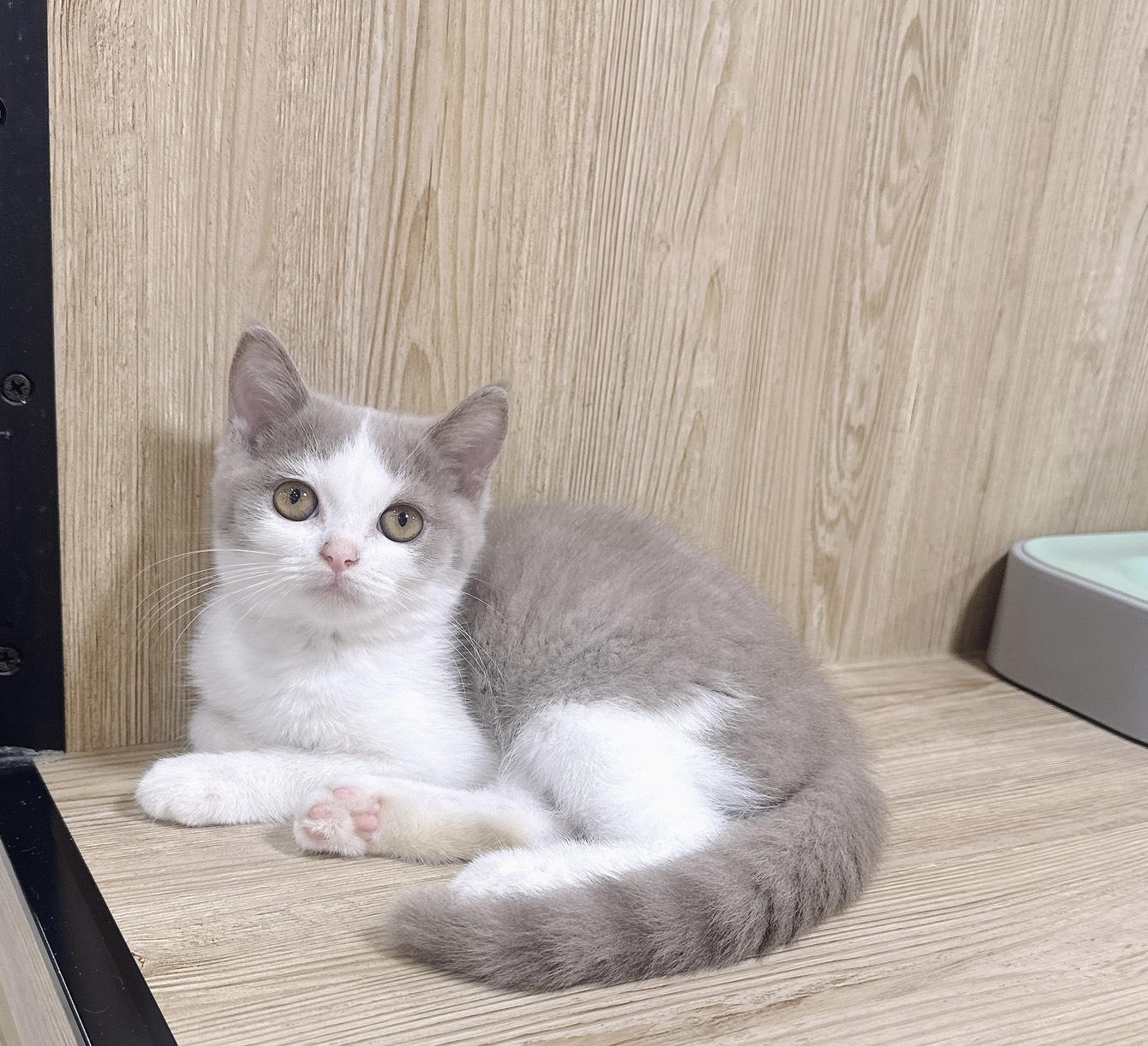 喜得貓社／紫丁香英國短毛貓