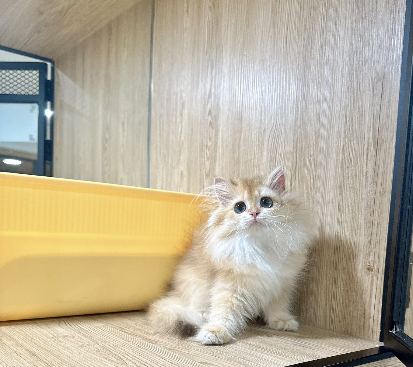 喜得貓社／金漸層英國長毛貓