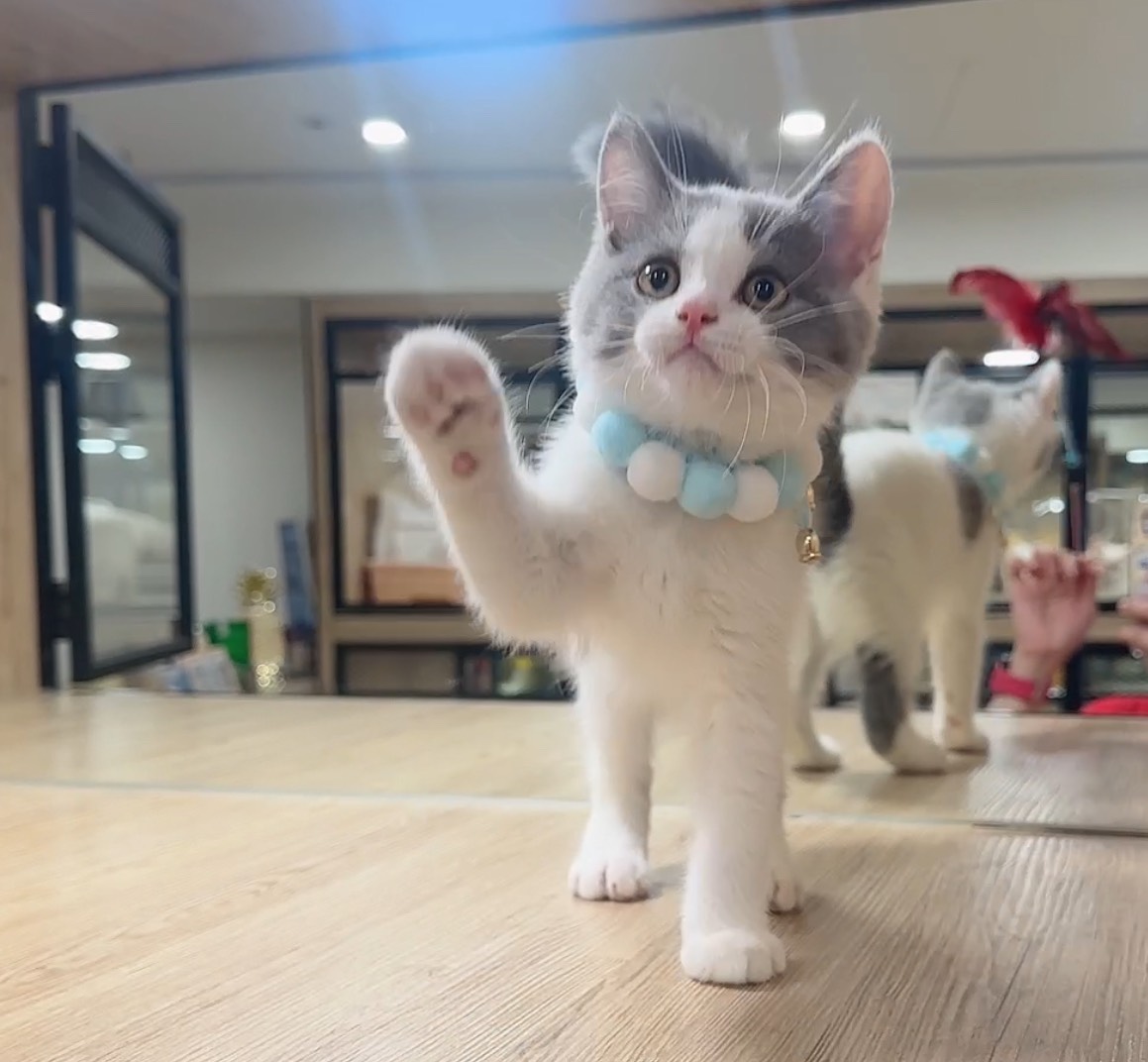 喜得貓社／藍白英國短毛貓