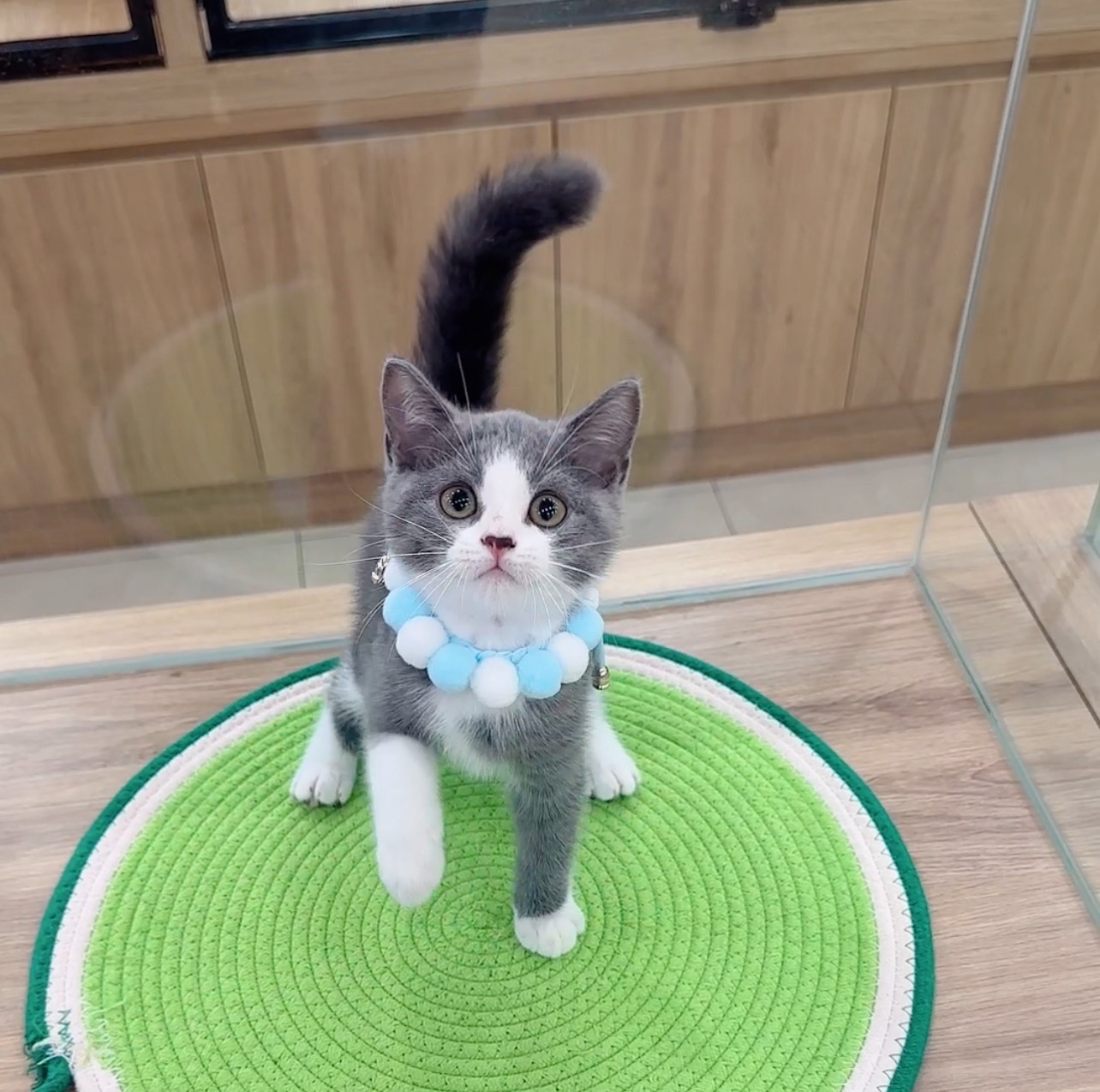 喜得貓社／藍白英國短毛貓