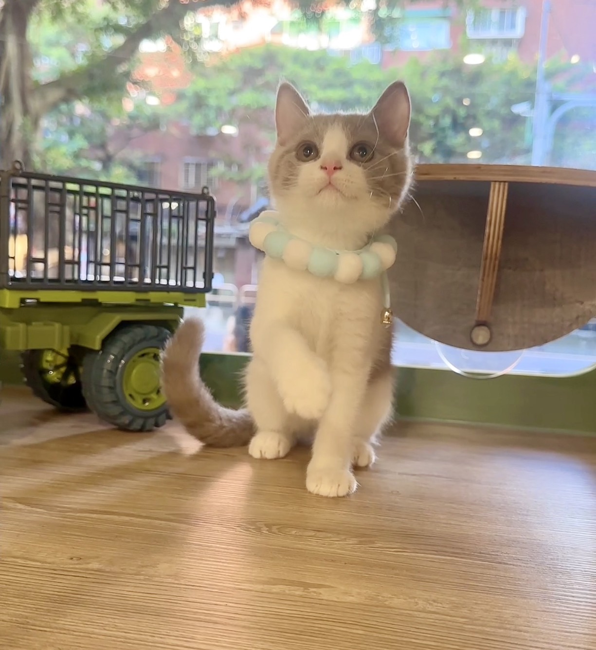 喜得貓社／紫丁香英國短毛貓