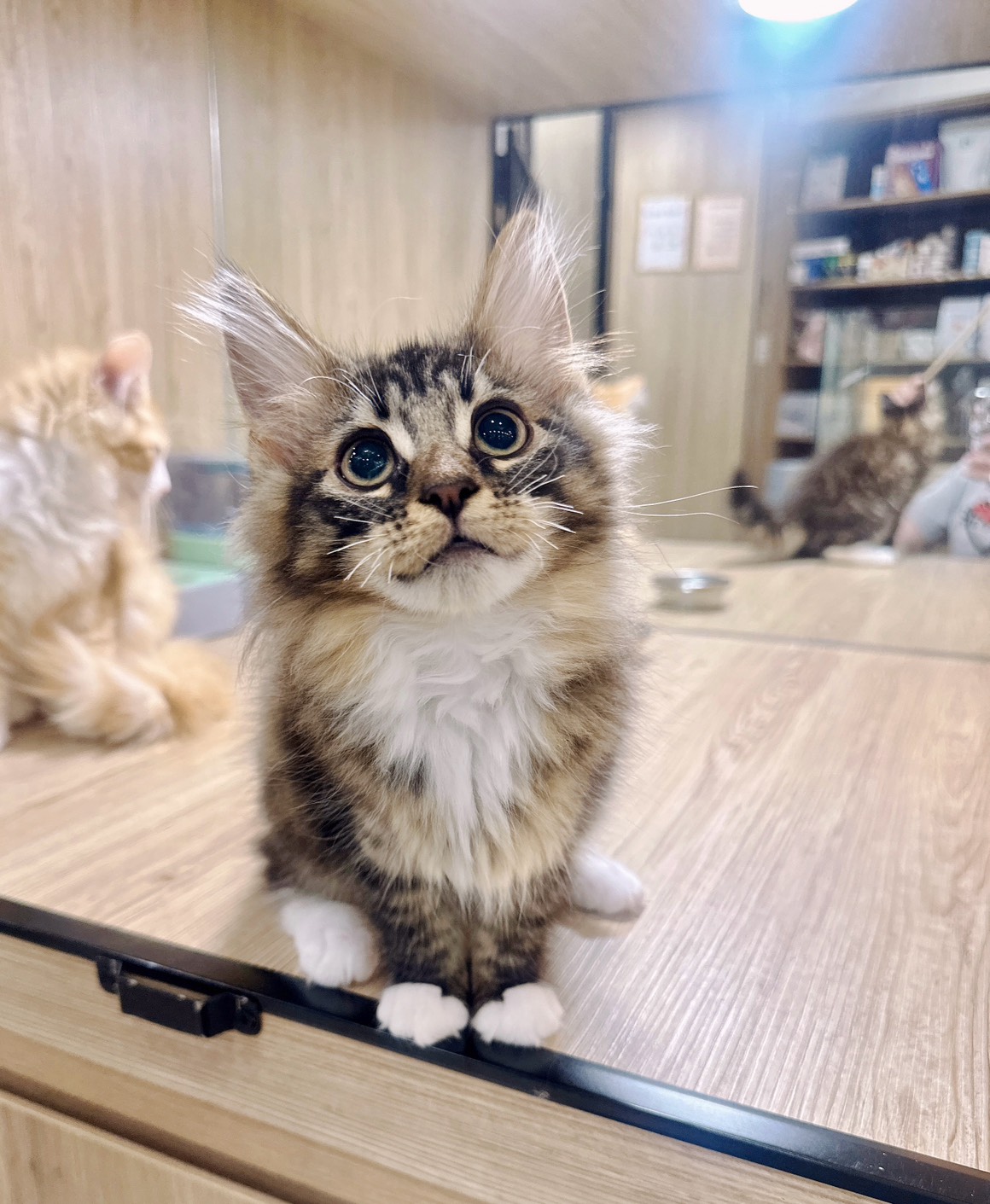 喜得貓社／棕虎班挪威森林貓