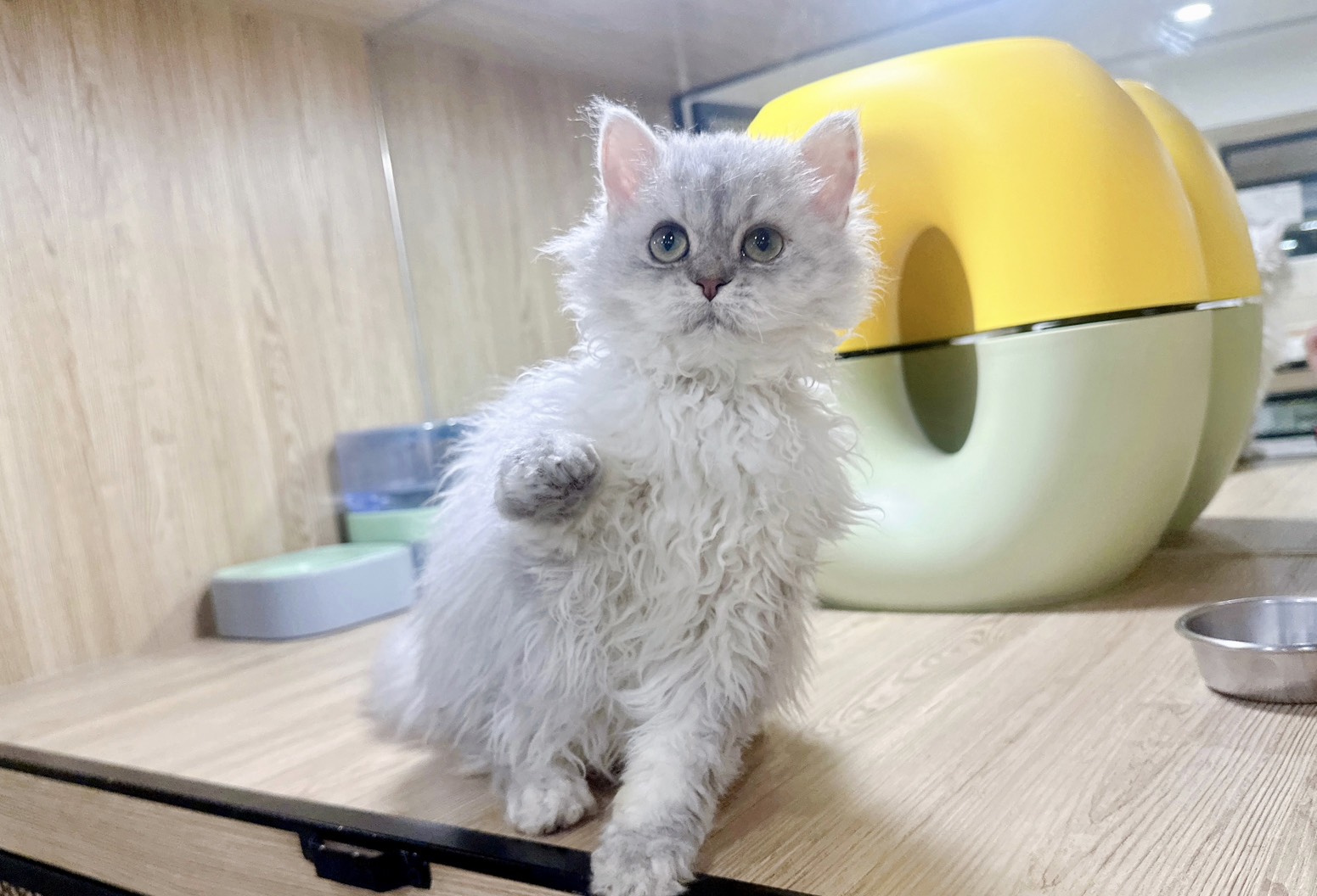 喜得貓社／銀漸層塞爾凱克捲毛貓