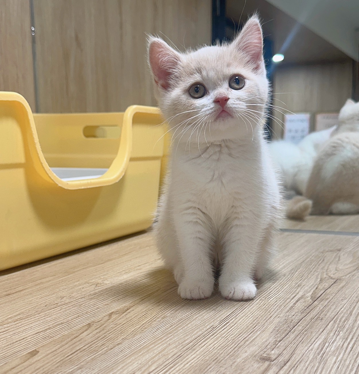 喜得貓社／奶油曼赤肯