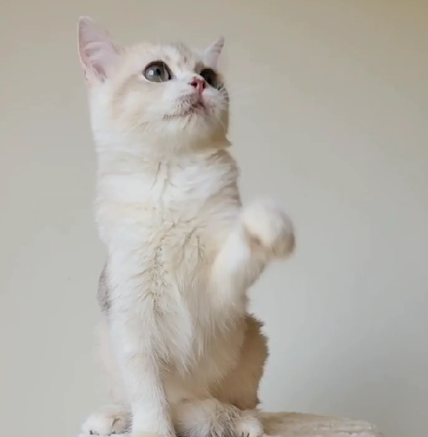 天使貓園／藍金漸層英國短毛貓