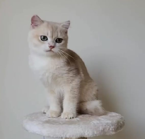 天使貓園／藍金漸層英國短毛貓