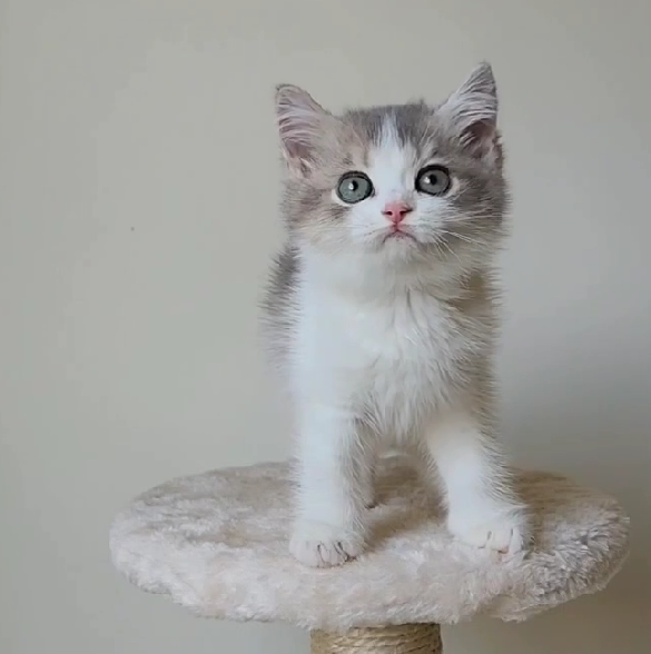 天使貓園／金加白漸層英國短毛貓