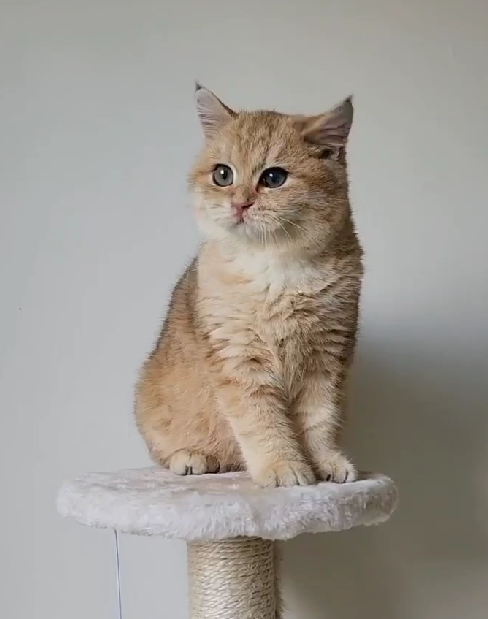 天使貓園／金漸層英國短毛貓