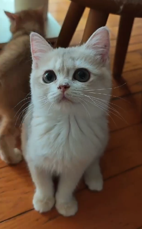 天使貓園／金漸層英國短毛貓