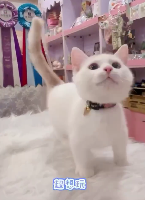 星光貓舍／奶油梵色曼赤肯