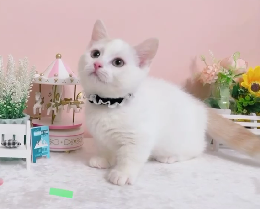 星光貓舍／白奶油曼赤肯