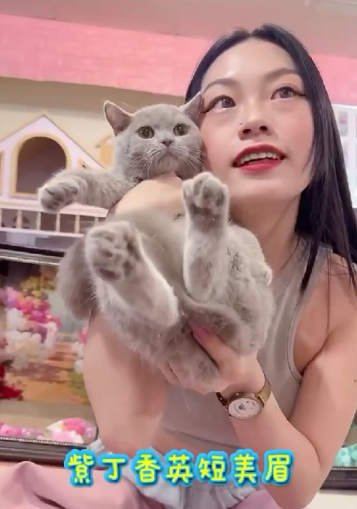 星光貓舍／紫丁香英國短毛貓