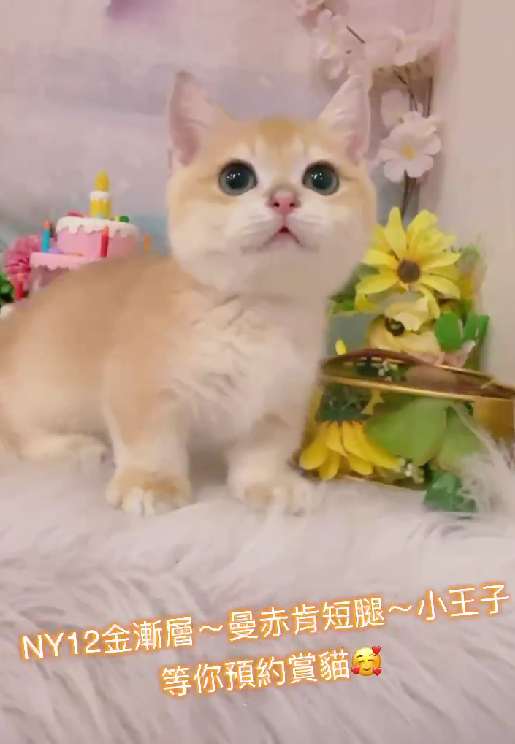 星光貓舍／金漸層曼赤肯