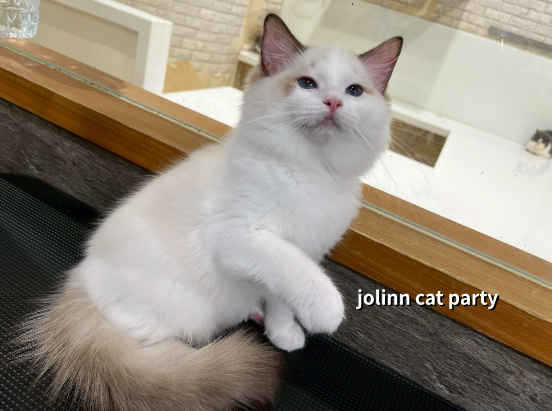 貓咪派對／海豹賓士布偶貓