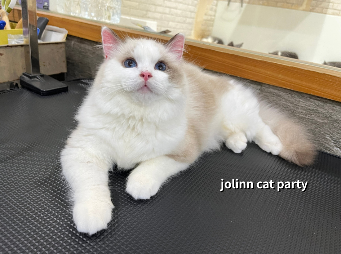 貓咪派對／海豹賓士布偶貓