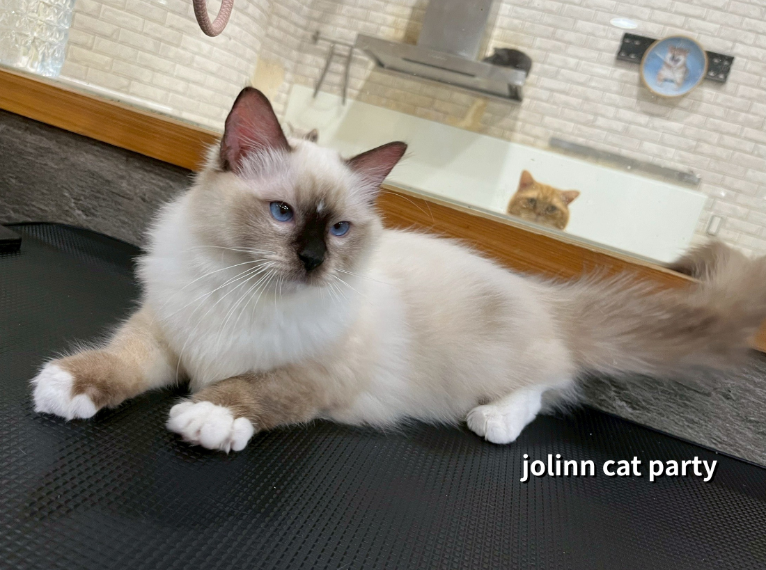 貓咪派對／海豹重點色布偶貓