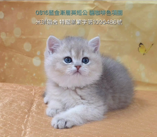 米琪蘇貓舍／各品種貓