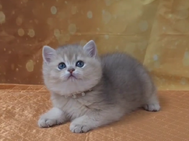 米琪蘇貓舍／藍金漸層英國短毛貓