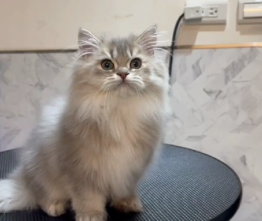 米琪蘇貓舍／藍金漸層英國長毛貓