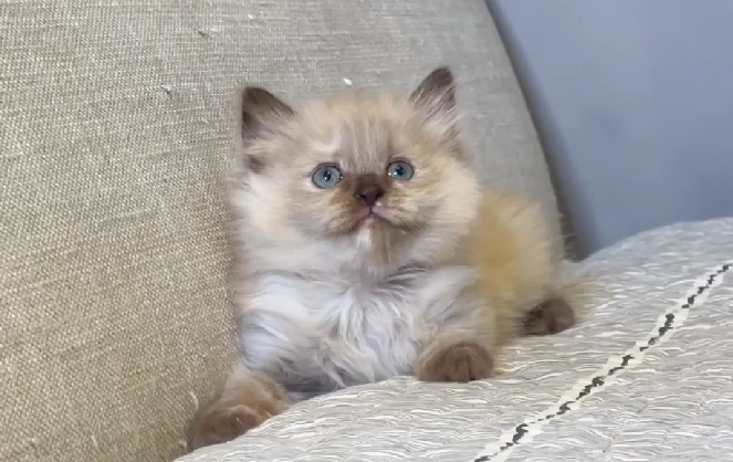 尊爵名皇／紫丁香重點長毛貓