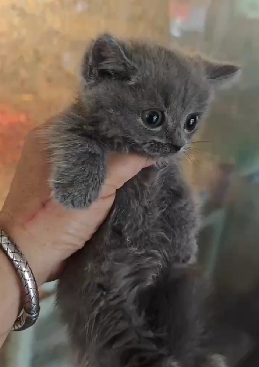天使貓園／藍色曼赤肯