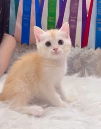 星光貓舍／紅金漸層英國短毛貓