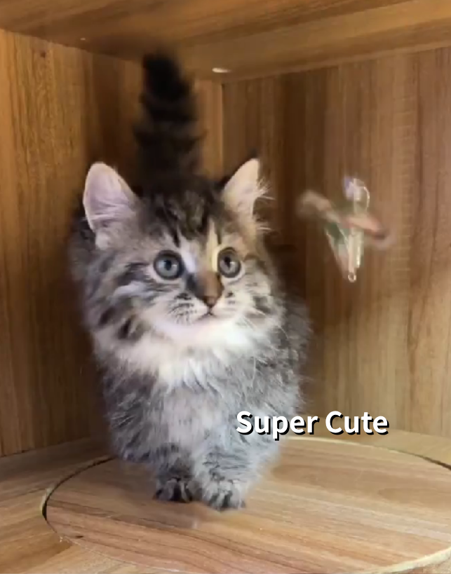 超可愛名犬社／小步舞曲