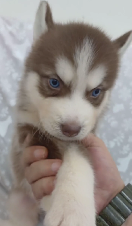 超可愛名犬社／巧克力色西伯利亞雪橇犬