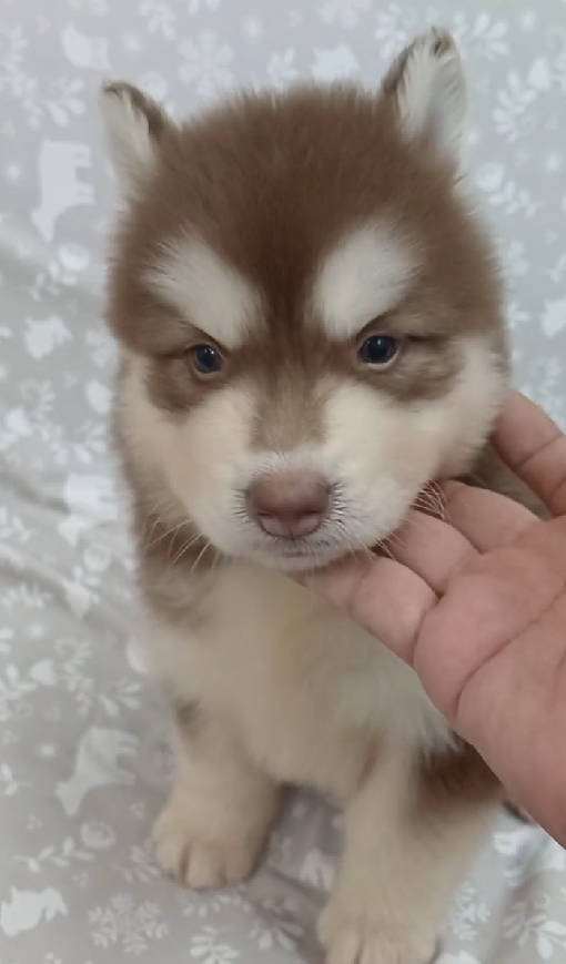 超可愛名犬社／巧克力色西伯利亞雪橇犬