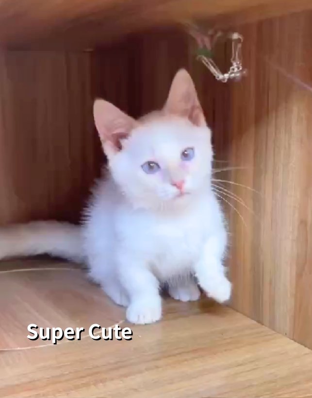 超可愛名犬社／曼赤肯