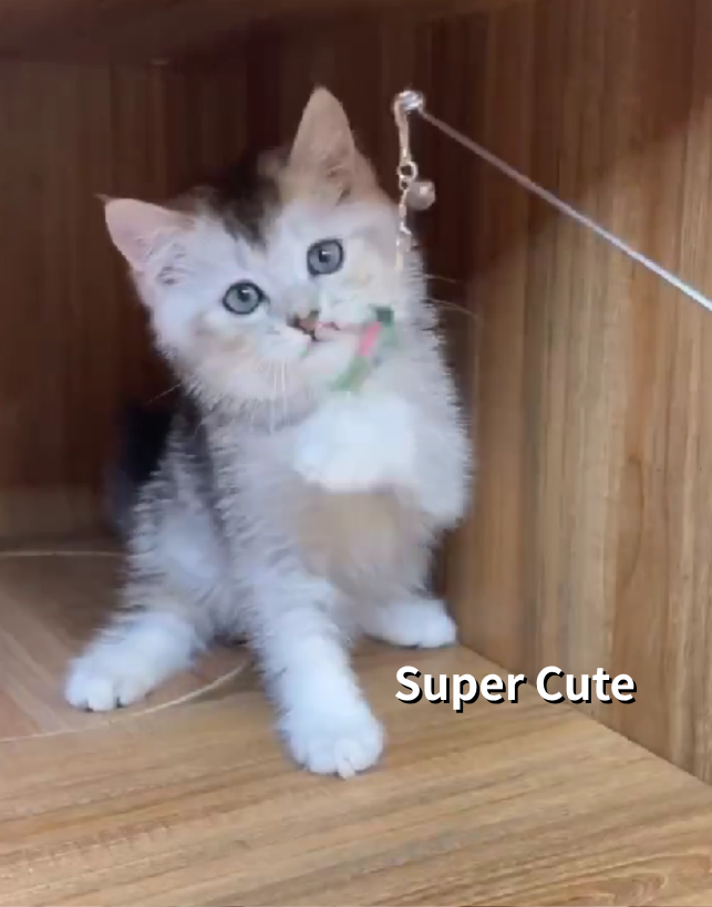 超可愛名犬社／英國短毛貓