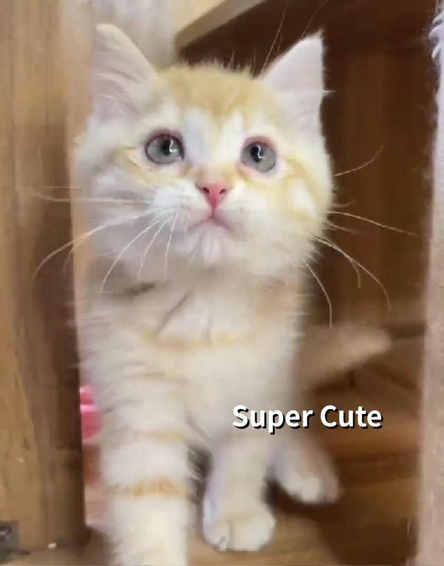 超可愛名犬社／英國短毛貓