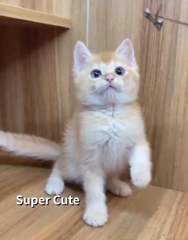 超可愛名犬社／英國短毛貓