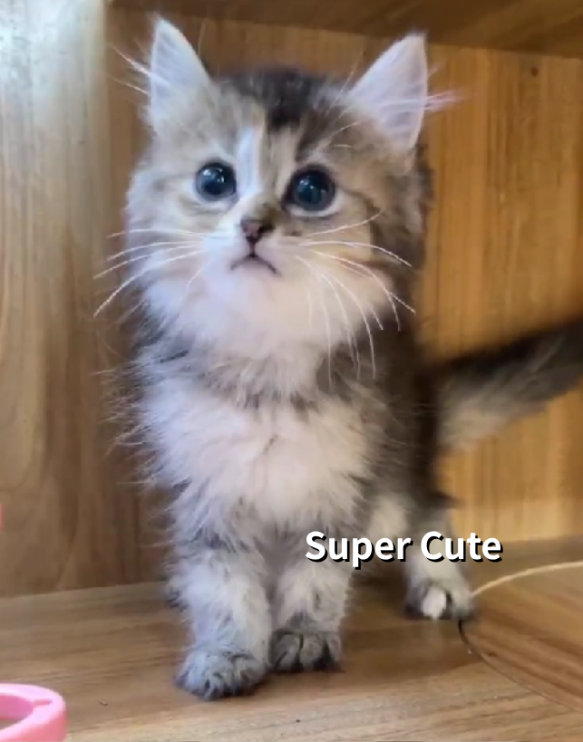 超可愛名犬社／英國長毛貓