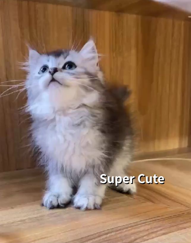 超可愛名犬社／英國長毛貓