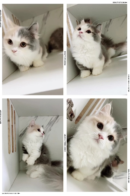 布魯斯貓舍／淺三花小步舞曲