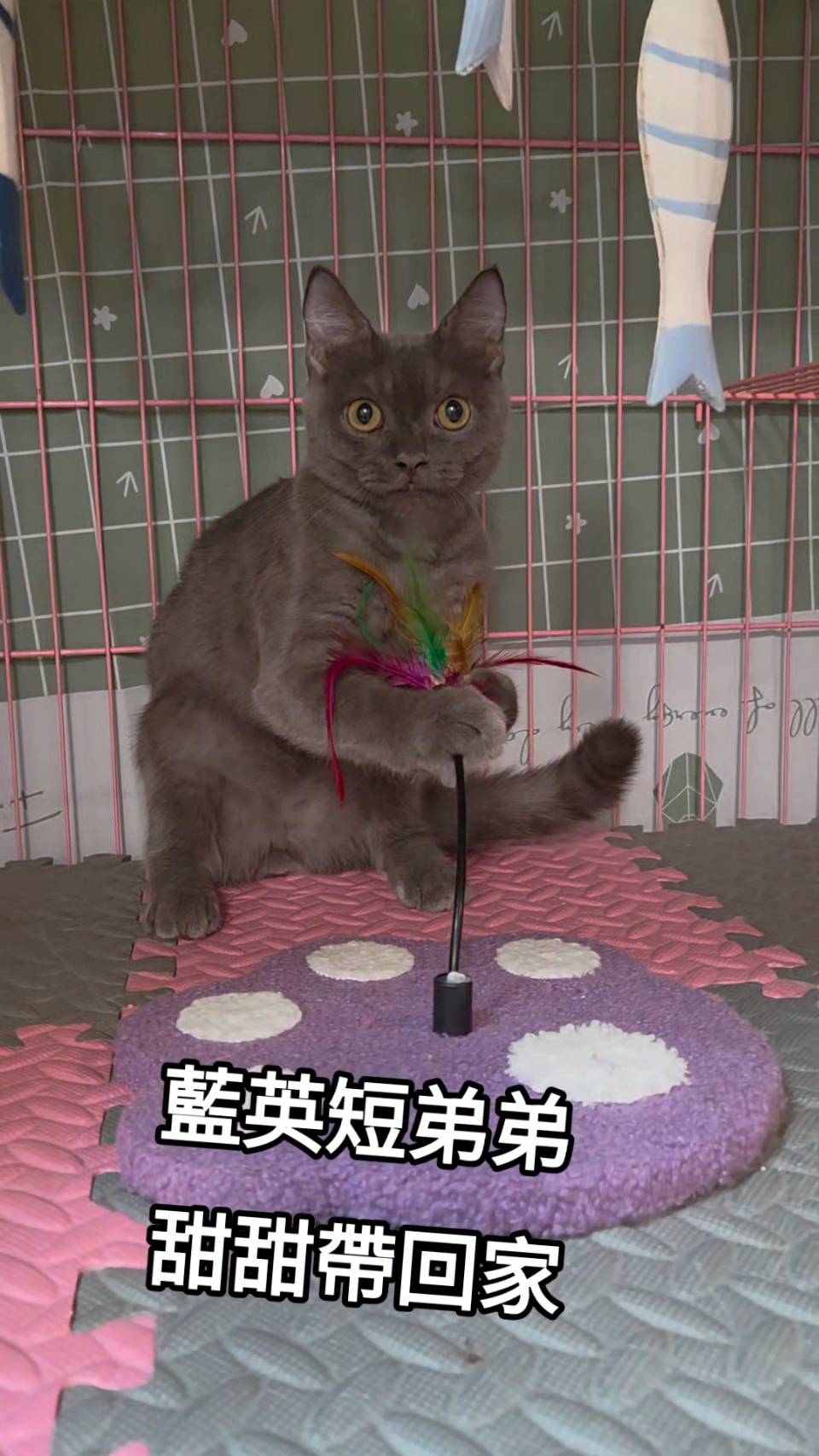 刻在你心底的貓／藍色英國短毛貓