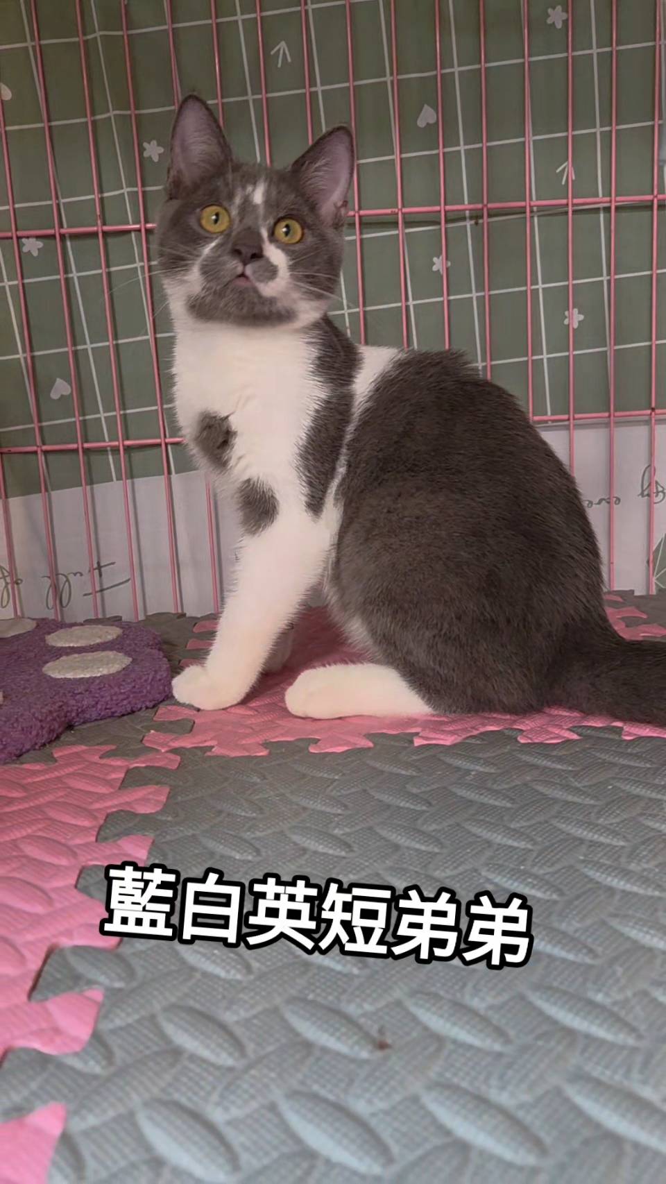 刻在你心底的貓／藍白色英國短毛貓