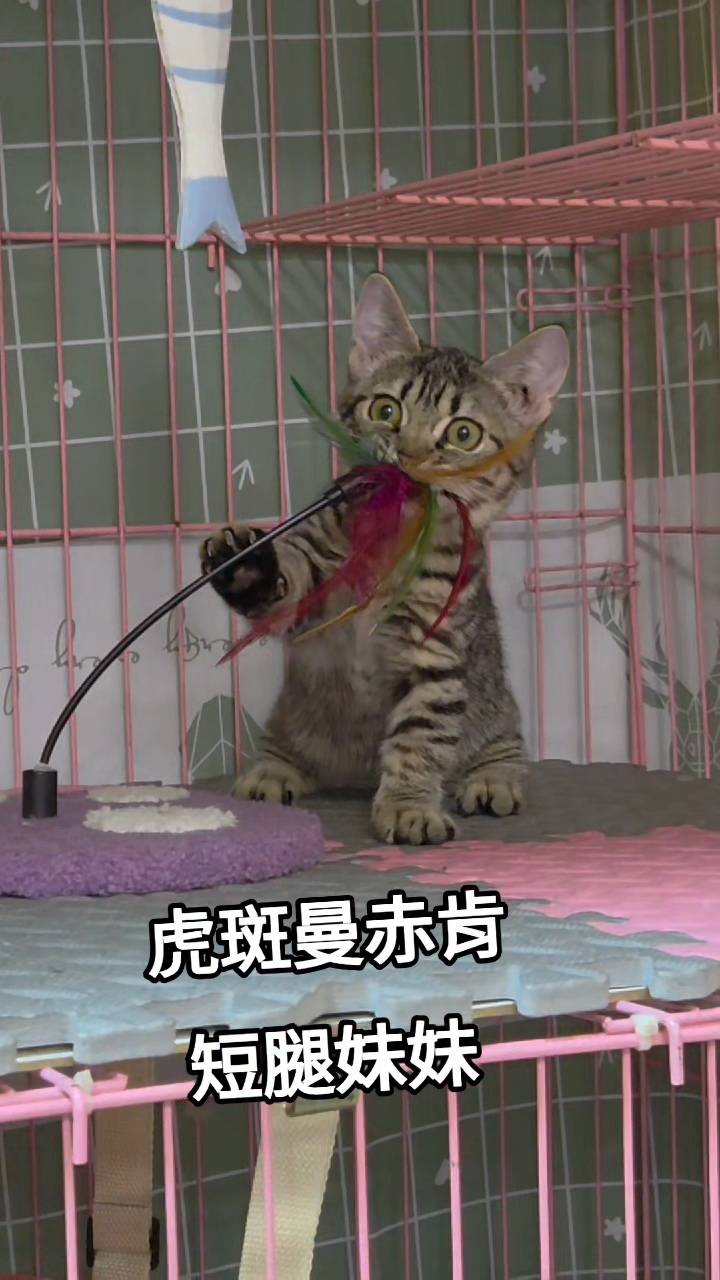 刻在你心底的貓／虎斑曼赤肯