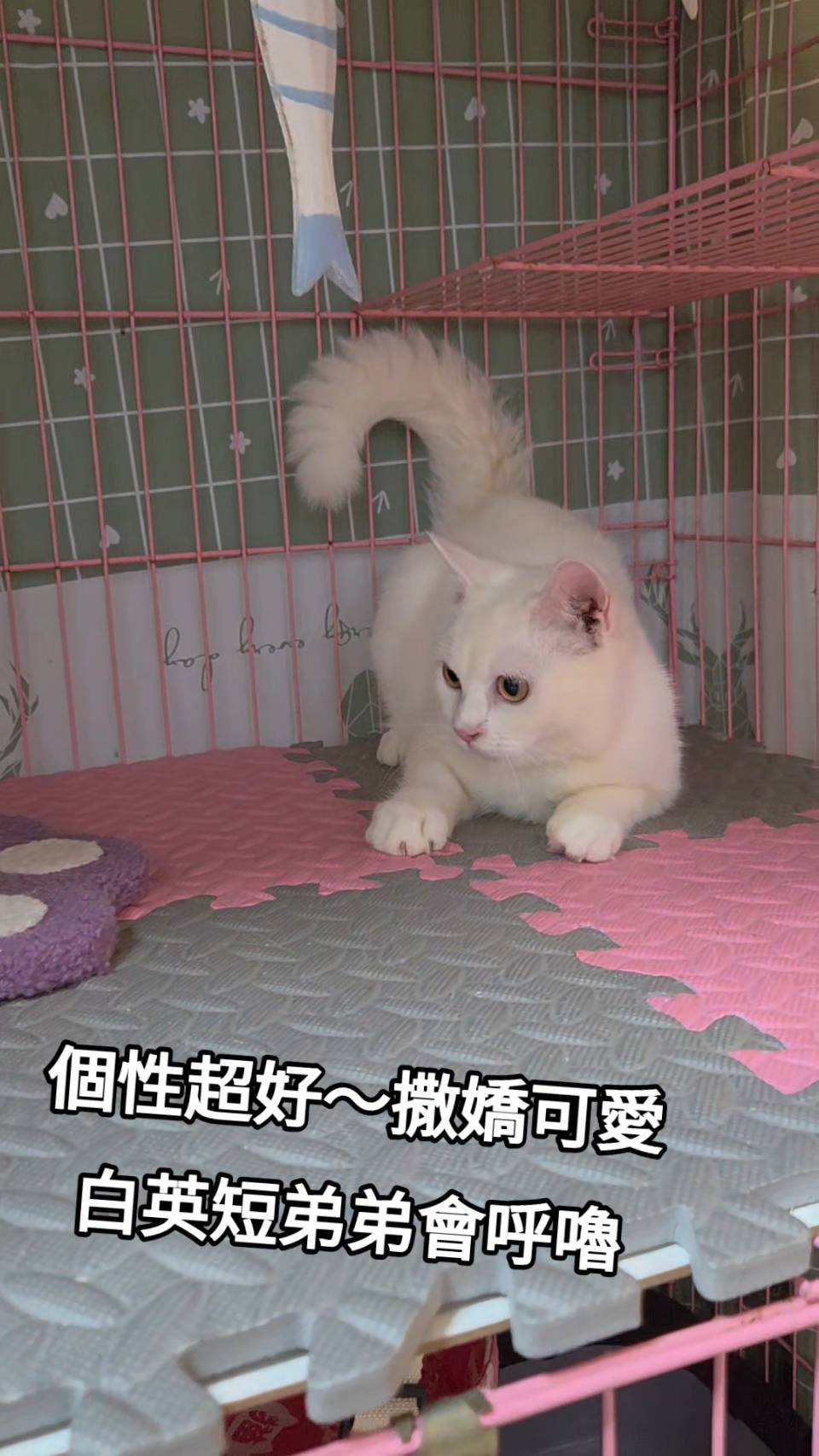 刻在你心底的貓／白色英國短毛貓