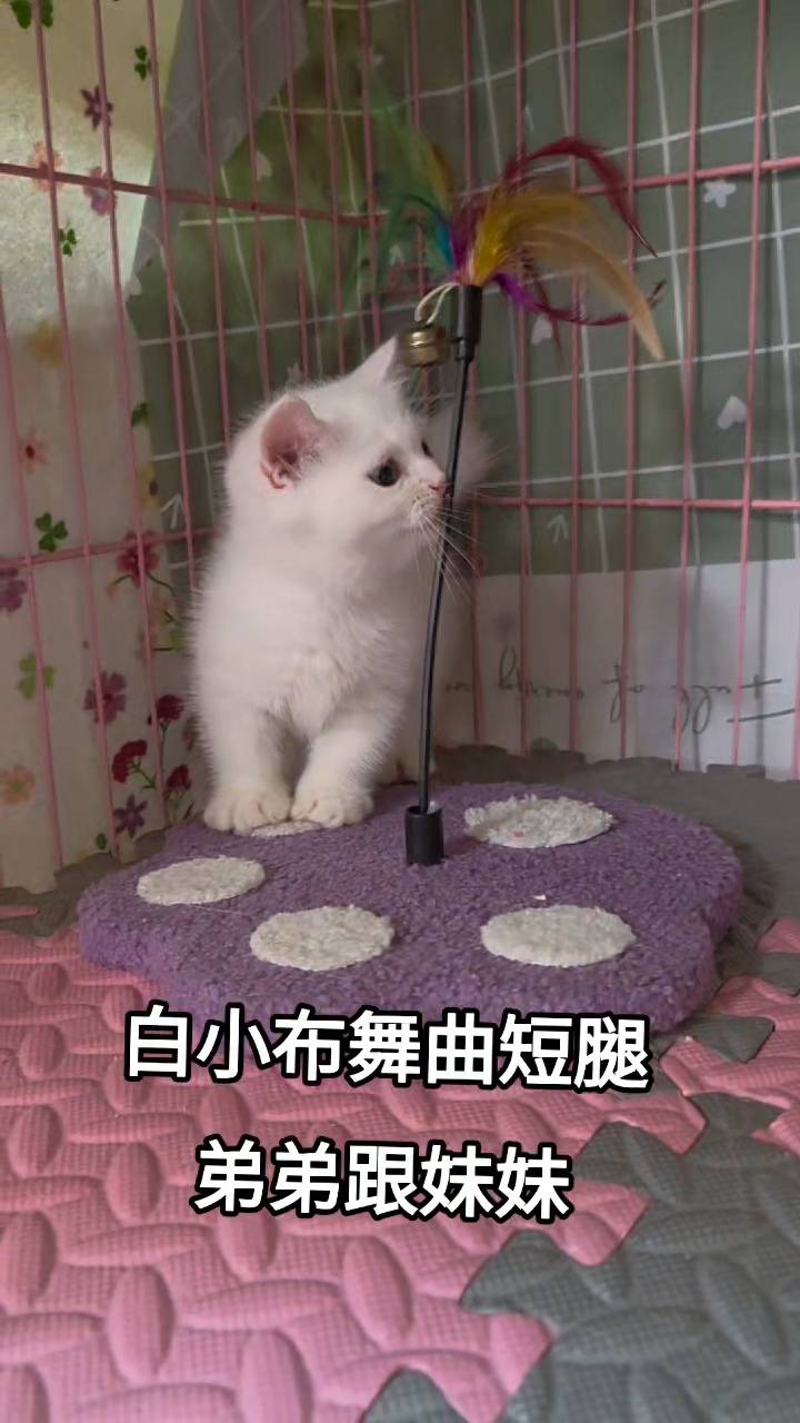 刻在你心底的貓／白色小步舞曲