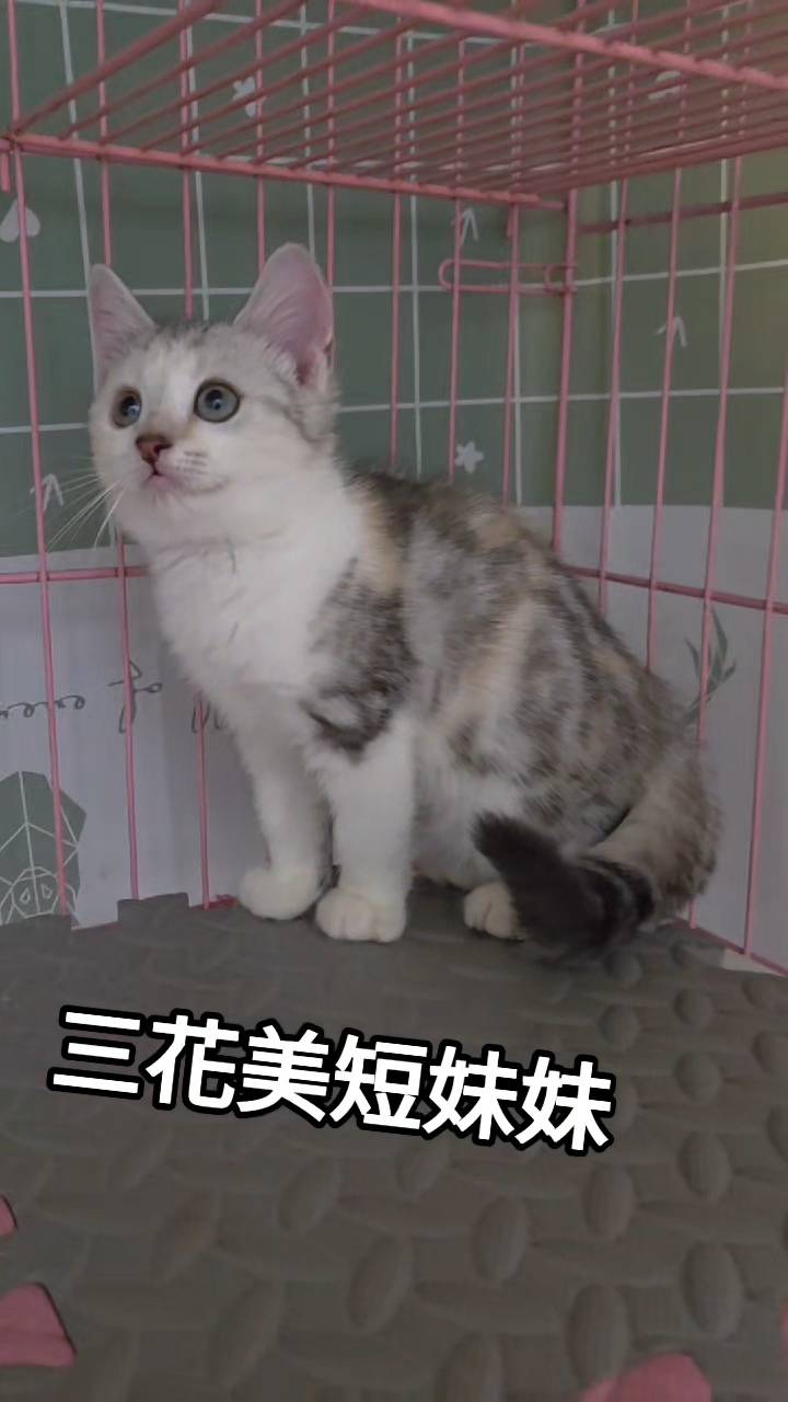 刻在你心底的貓／三花美國短毛貓