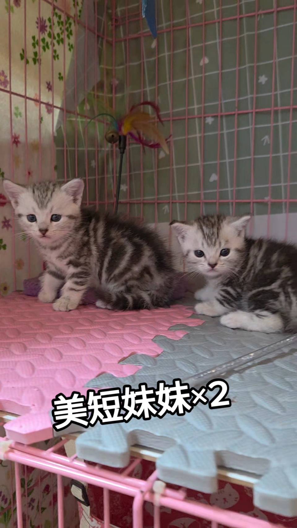 刻在你心底的貓／銀白螺旋紋美國短毛貓