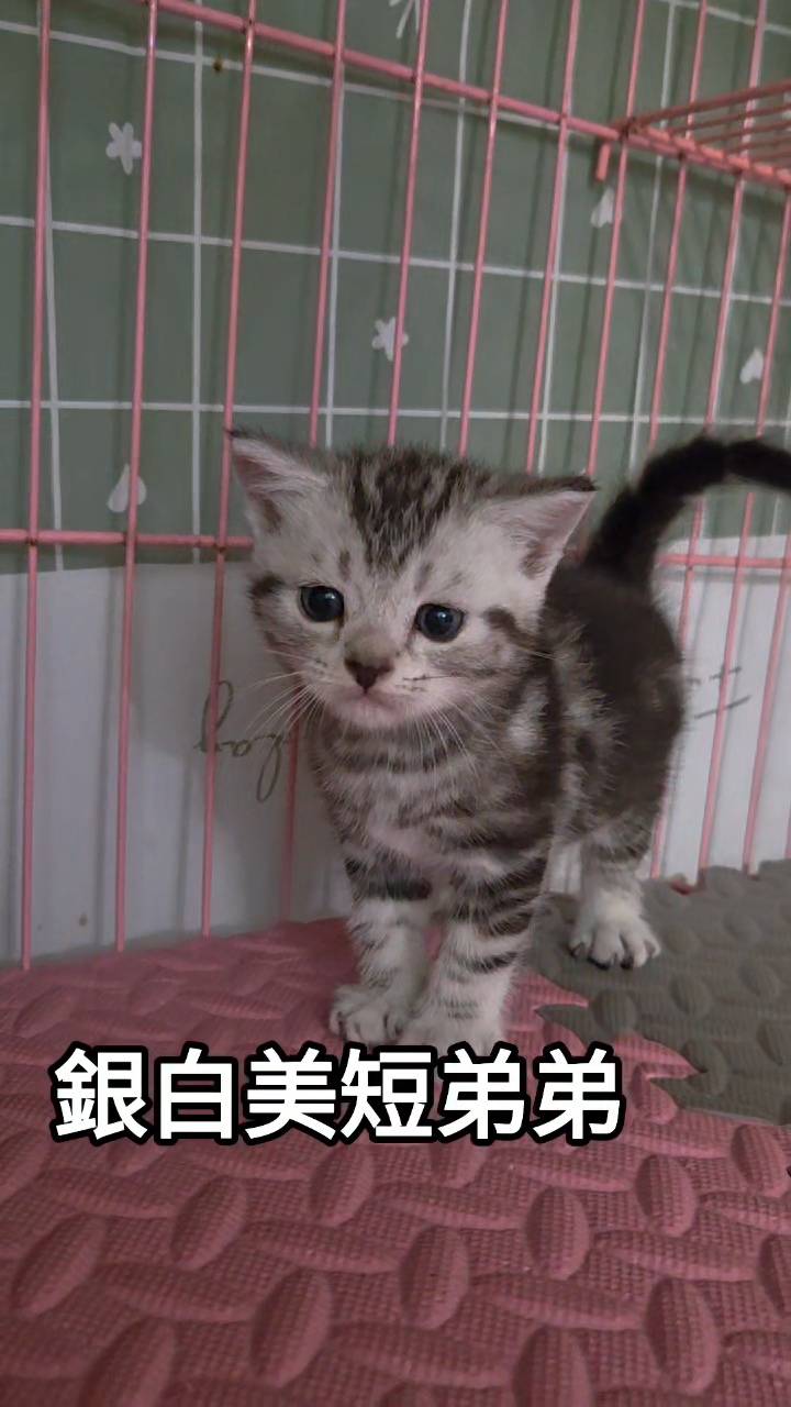 刻在你心底的貓／銀白螺旋紋美國短毛貓
