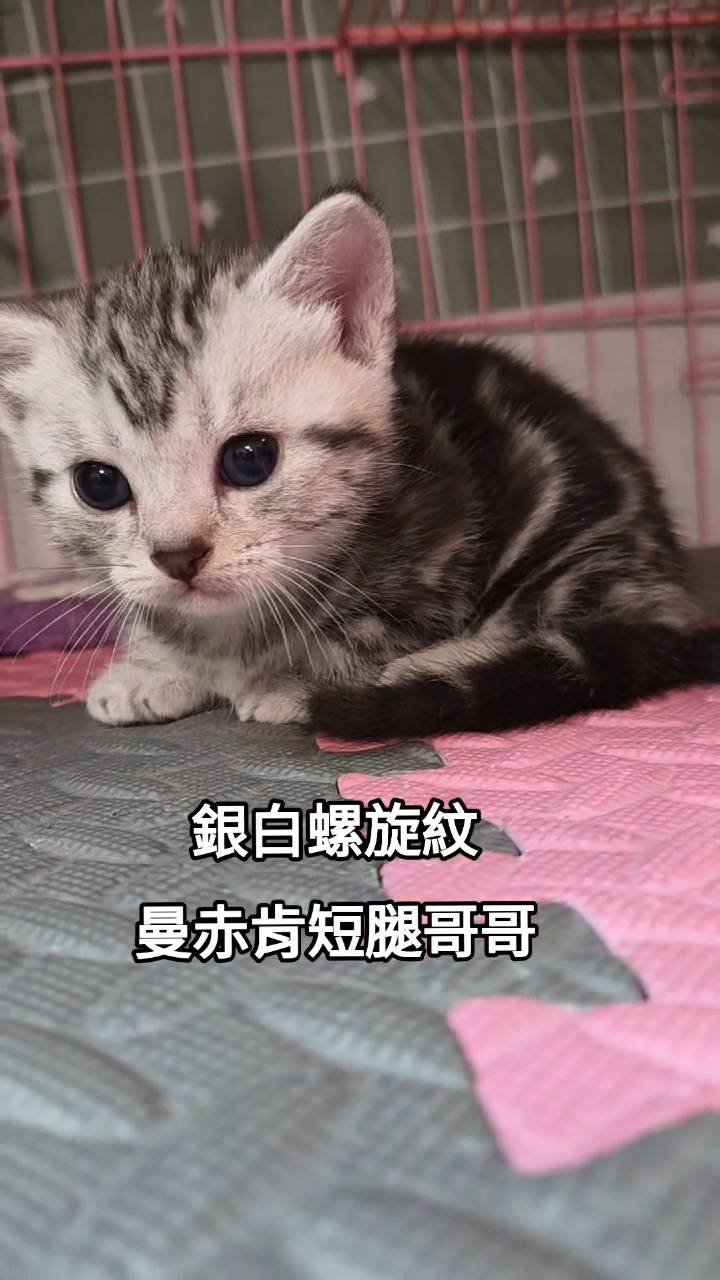 刻在你心底的貓／銀白螺旋紋曼赤肯