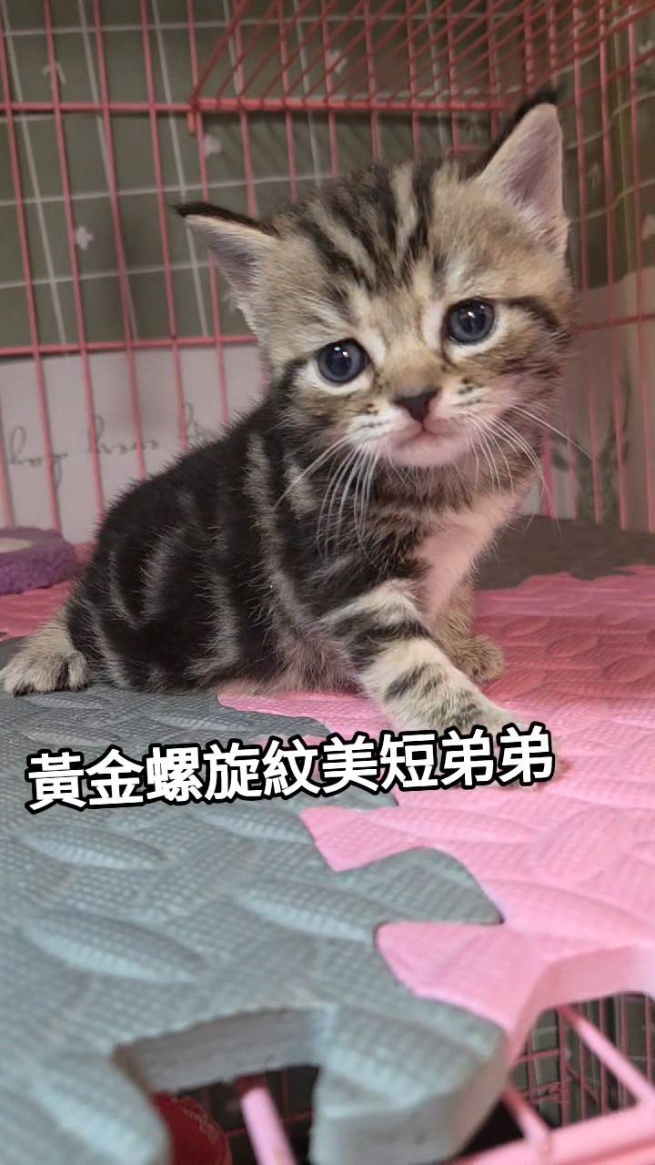 刻在你心底的貓／黃金螺旋紋美國短毛貓