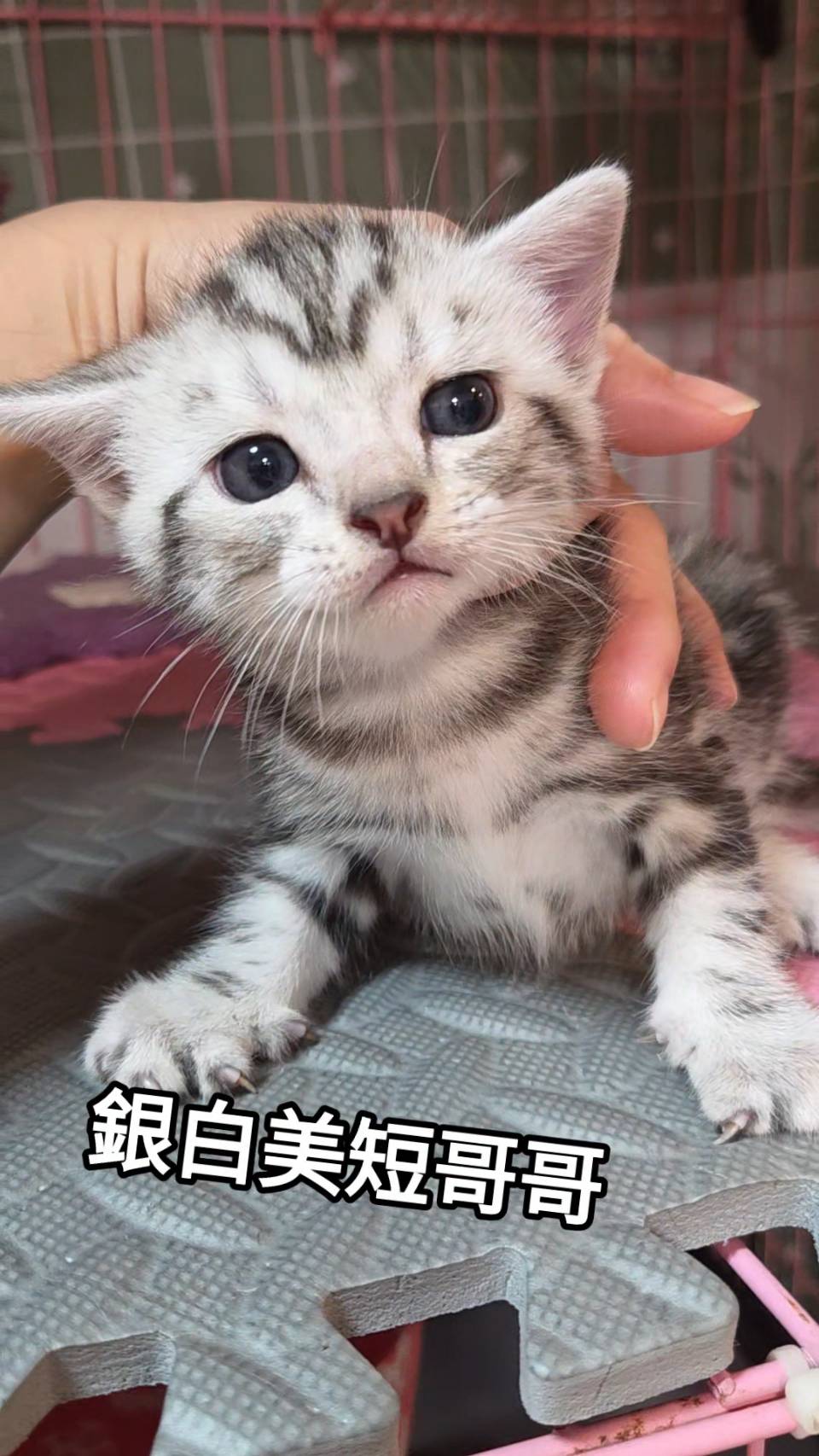 刻在你心底的貓／銀白螺旋紋美國短毛貓